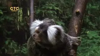 У челябинских игрунок пополнение!