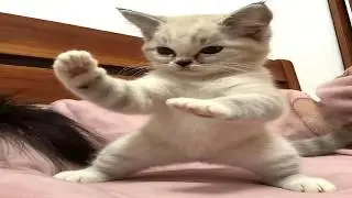 Cats Do The Most Unexpected Things | Can you guess what will they do next ?
