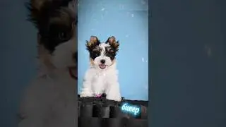 Бивер идеальная декоративная порода для семьи    #doglover #pets #puppy #cute #бивер #фотобивера