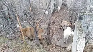 И пошли они до городу Парижу...
