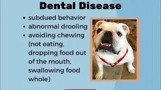 Pet Dental Health