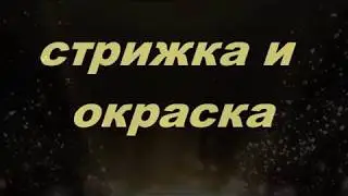 Cтрижка обьемное каре и окраска