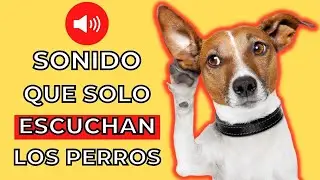 SONIDO QUE SOLO ESCUCHAN LOS PERROS 🐶 Sonidos para perros
