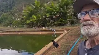 COMO FAZER MUDA DE CACAU DO ZERO