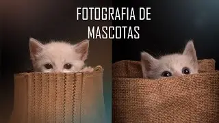 📸 ¿CÓMO HACER FOTOS A TU MASCOTA? | Haciendo fotografías a un gatito
