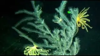 Deep coral habitat in Roatan, Honduras