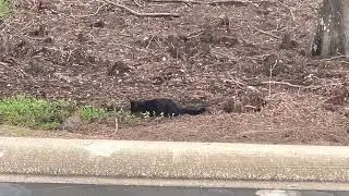 Disney springs cat