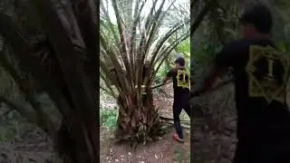pruning sawit
