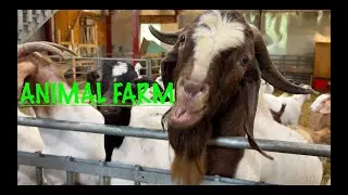Local Animal Farm, New Brunswick Canada