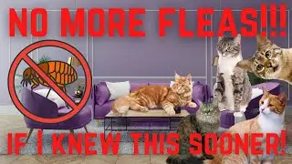 FLEAS WON'T  GO? - DO THIS to get a GUARANTEED flea TREATMENT 100% SUCCESS RATE!!!