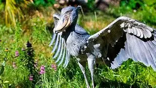 Picozapato Ataca y Mata a Pajaro Bebe