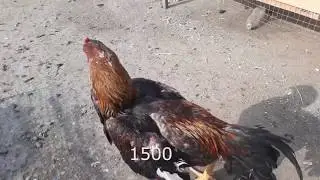 Chicken market, Osh, Kyrgyzstan 🐓  🦃  🐇 Chicken, hen, turkey, cock