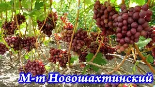 Мускат Новошахтинский 2021