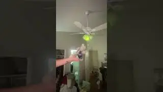 Kitty goes for a ride