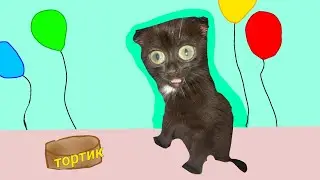 Как сделать торт для кота?💗