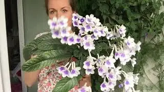 Streptocarpus Gwen