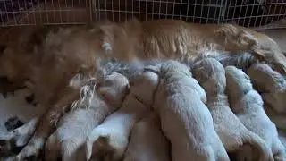 Щенки ретривера сосут маму. Им 22 дня/Golden retriever puppies eating. 22 days