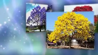 Самые красивые цветущие деревья