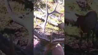 UTAH BULL ELK
