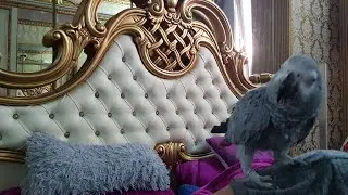 Как я просил у попугая покурить Попугай говорит с хозяином