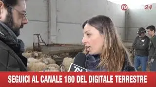 ALTAMURA CANI ABRUZZESI DIFESA  GREGGE