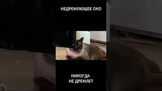 МЫ ПОДКЛЮЧИЛИ КОТА К СИСТЕМЕ  #видеонаблюдение #нейросети
