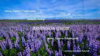 ЛЮПИНОВ ЦВЕТ стихи Ларисы Гавриковой