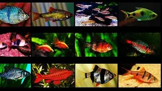 Varieties of aquarium barbs - Maybe you haven't seen one of these yet