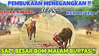 PELEPASAN PERTAMA KELAS BESAR KERAPAN SAPI PIALA TANGGUL JEMBER 2024 🔥🔥