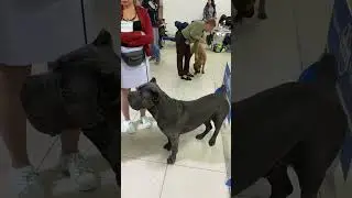 Контакт собака- Хендлер- это ооочень важно 🥰