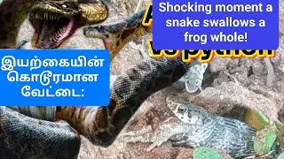 Anaconda vs python | This is how a snake swallows a man பாம்பு மனிதனை விழுங்குவது இப்படித்தான்#