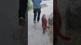 Обычный сеттер :) без поводка