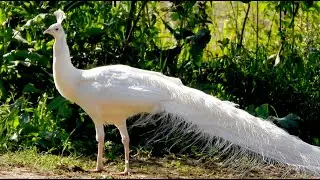 A cute pet animal bird white peacock walking and screaming calls - Peacock noise
