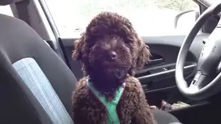 Talking Barbet puppy (15 weeks old)