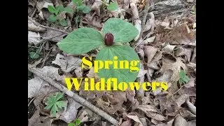 Spring Wildflower Identification: Bloodroot, Phlox, Twinleaf
