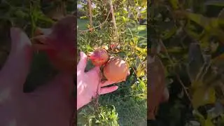 гранаты в Египте 