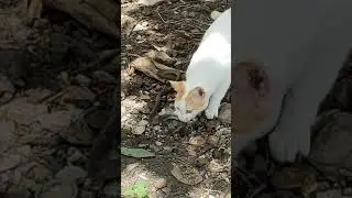 Snakes near my aviary, but thanks to her - full video