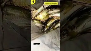 Морская рыбалка 🐟 #карась #ставрида #скат #рыбалка #рыбалкавидео #2024 #fish #рыбалкавморе #ласкирь