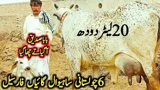 Baba Siddique came and bought 6 Cholistani Sahiwal super quality diamonds, Moti Kamal's cows, Far...