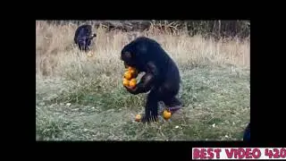 Когда идешь с кухни смотреть сериал