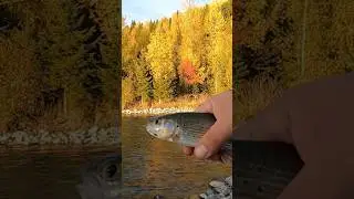 РЫБАЛКА НА ХАРИУСА. АЛТАЙ. #хариус #flyfishing #таежнаярыбалка #рыбалка #тайга #grayling #shorts