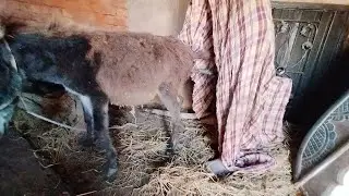 Brown Donkey Got High Fever Fun Fun😁 Video.