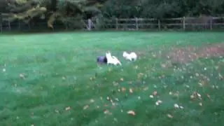 Moxie and pups
