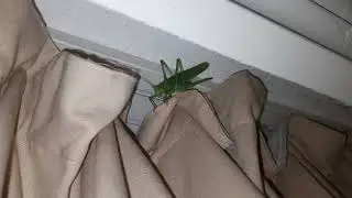 ШОК!!! СТЯБАДУЩ ОБЫКНОВЕННЫЙ, ЗЕЛЕНОБРЮХ!!!
