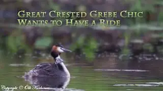 Cute! See What Happens When a Young Great Crested Grebe Wants to Have a Ride on Its Mom's Back