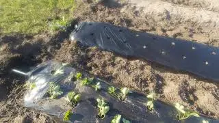 КАК САДИТЬ КЛУБНИКУ ЧТО БЫ ЯГОДА БЫЛА КРУПНАЯ И СЛАДКАЯ