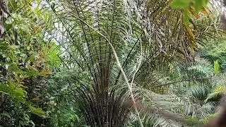 pikat burung semua jenis burung di‼️sawit sawit..skil langka