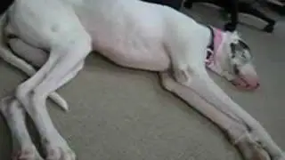 Great Dane Running in Sleep Wakes Up