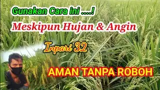 INI RAHASIANYA AGAR PADI TAHAN ROBOH #INPARI_32
