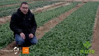 Demo Video - Spinach PV1716 - Tozer x Pop Vriend Seeds